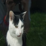 Mister Window Flehmen